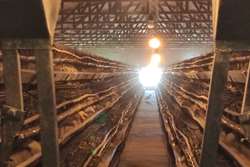 تولید حدود 21 هزار تن تخم مرغ در مرغداری های تخمگذار شهرستان بینالود در سال 1400
